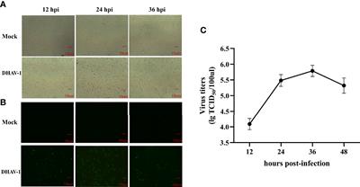 Integrated miRNA and mRNA Expression Profiles Reveal Differentially Expressed miR-222a as an Antiviral Factor Against Duck Hepatitis A Virus Type 1 Infection